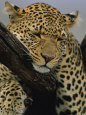 Leoparden (Fotografien) Poster