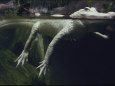 Photographies couleur d'alligators Affiches