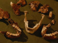 Human Remains (Color Photography) Posters