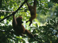 Photographies couleur d'orangs-outangs Posters