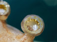 Close View of the Teeth on the Suckers on a Squids Tentacles