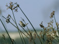 Marsh Wren Perched on a Tall Grass Lámina fotográfica