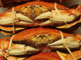 Dungeness Crab at Pike Place Public Market, Seattle, Washington State, USA Lámina fotográfica por David Barnes