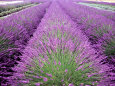 Lavender Field, Sequim, Washington, USA Lámina fotográfica por Janell Davidson