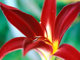 Hemerocallis 