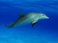 Atlantic Bottlenose Dolphin, Bahamas