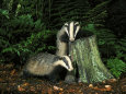 Badgers (Photography) Posters