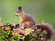 Red Squirrel, Portrait of Adult on Fallen Log with Nut in Mouth, Norway Lámina fotográfica por Mark Hamblin