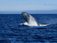 Blue Whale, Breaching, Azores, Portugal