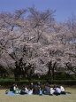 Shinjuku Park, Tokyo, Japan