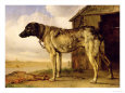 Paulus Potter Posters