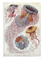 Ernst Haeckel Pósteres
