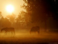 Horses Graze in a Meadow in Early Morning Fog in Langenhagen Near Hanover, Germany, Oct 17, 2006
