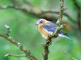 Female Eastern Bluebird Lámina fotográfica por Adam Jones