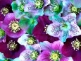 Pattern Floral (Color Photography) Posters