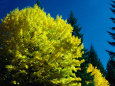 Maple Tree in Autumn in the Oregon Cascades, Oregon, USA