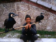Fisherman with His Fishing Cormorants, Guangzhou, China
