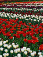 Tulips in Commonwealth Gardens, Canberra, Australia