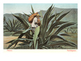 Man Harvesting Maguey Juice for Tequila, Mexico Lámina giclée