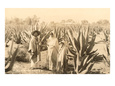 Natives on Maguey Plantation, Mexico Gicleetryck