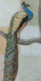 Resting Peacock I Reproduction d'art par Norman Wyatt Jr.