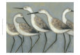 Shore Birds I Reproduction d'art par Norman Wyatt Jr.