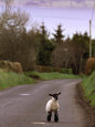 Sheep (Color Photography) Posters