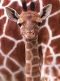 Girafes Affiches