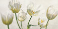 Flores blancas (arte decorativo) Pósteres