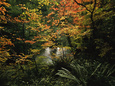 Autumn-Hued Vine Maples Along the Sol Duc River Lámina fotográfica por Melissa Farlow