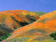 California Poppies on Tehachapi Mountains Near Gorman