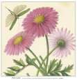 Margarita rosa Lámina por Louis Van Houtte