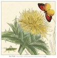 Star Thistle Lámina por Louis Van Houtte