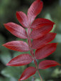Shining Sumac in Autumn, Kentucky, USA Photographie par Adam Jones