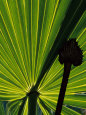 Tropical Foliage of Everglades National Park, Florida, USA Lámina fotográfica por Jerry Ginsberg