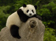 Giant Panda Baby, Wolong China Conservation and Research Center for the Giant Panda, China Photographie par Pete Oxford