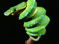 Photographies couleur de serpents Posters