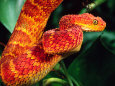 Photographies de serpents Posters
