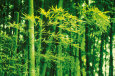 Bamboo in Spring Póster