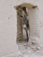 Fotografías de burros Pósteres