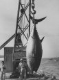 337 Lb. Tuna Caught at Cabo Blanco, Peru by Member of the Cabo Blanco Fishing Club Photographic Print by Frank Scherschel
