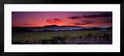 Vineyard at Sunset, Napa Valley, California, USA Framed Art Print by Panoramic Images