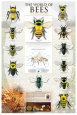 Abejas y avispas Pósteres