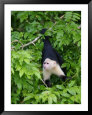 White Throated Capuchin Monkey Hanging from a Branch, Panama City, Panama Framed Art Print by Paul Kennedy