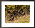 Gaggle of Wild Turkeys, Lexington, Massachusetts