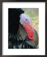 Head shot of a turkey showing its red wattle