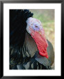 Head shot of a turkey showing its red wattle