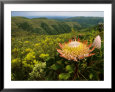 King Protea, Zuurberg Section of the Addo Elephant National Park, Eastern Cape, South Africa