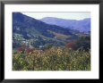 Autumn Colors of the Stellenbosch Winery, Cape Town, South Africa