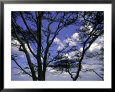 Trees in Kwazulu Natal, South Africa